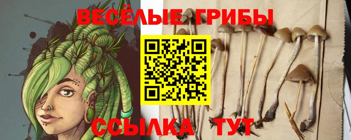 Псилоцибиновые грибы мицелий  Галлюциногенные грибы Psilocybe  Нововоронеж  купить наркотик  Вход с VPN 